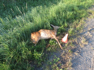 Srna vyběhla z příkopu řidiči přímo před auto. Bohužel došlo ke srážce a zvíře nepřežilo