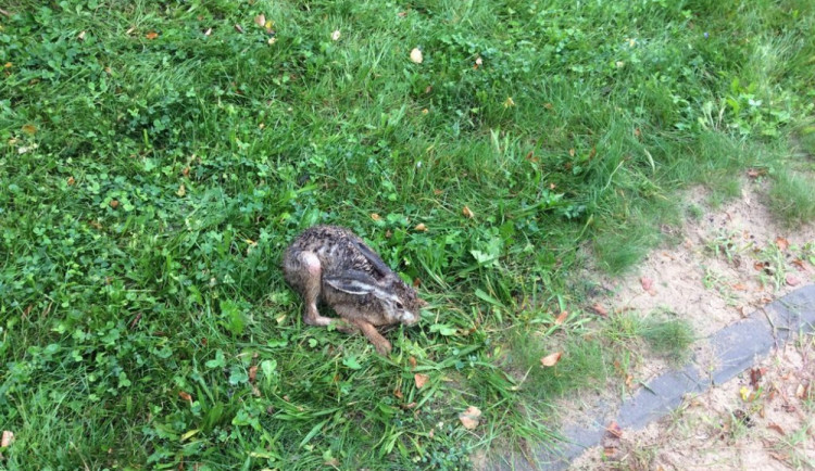 Strážníci vysvobodili zajíce, který se zamotal do volejbalové sítě u gymnázia v ulici Čajkovského