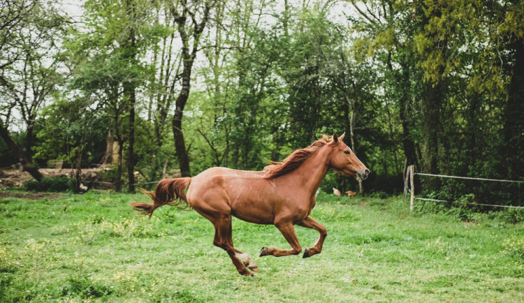Opilý jezdec na koni přijel ke kolotočům. Kůň se poplašil a poškodil elektrický rozvaděč