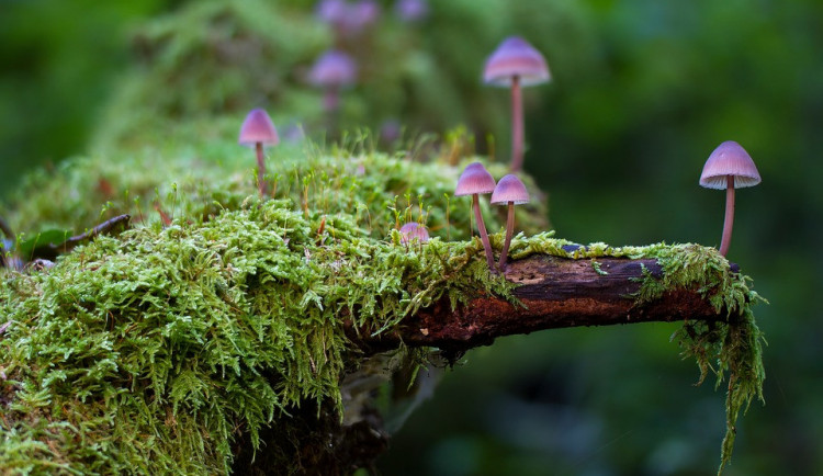 ilustrační fotografie