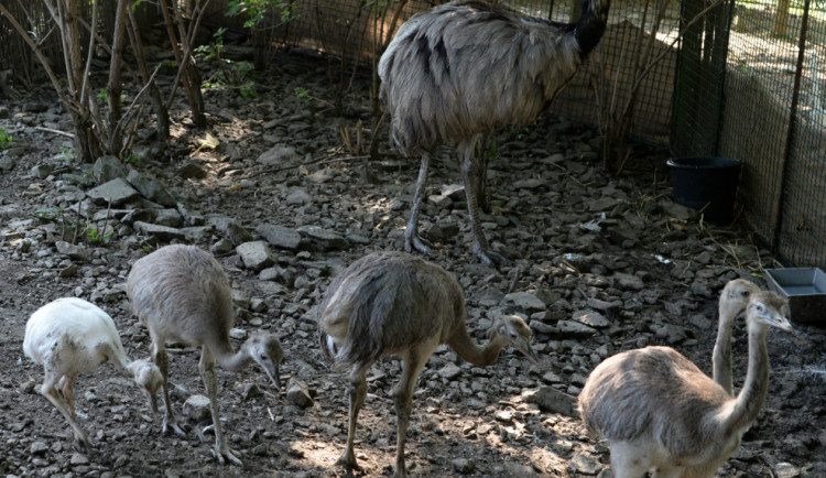 V olomoucké zoo vyseděli samci mláďata nanduů pampových