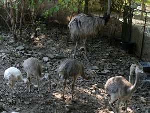 V olomoucké zoo vyseděli samci mláďata nanduů pampových