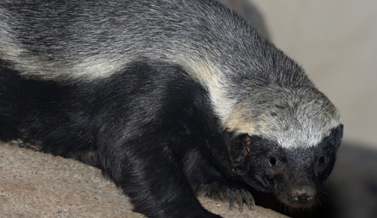 Mládě medojeda kapského z olomoucké zoo se letos narodilo jako první na světě