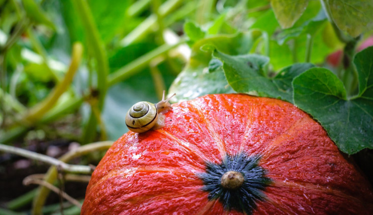 POČASÍ NA STŘEDU: Místy zaprší a bude oblačno až zataženo
