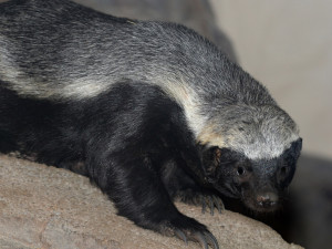 Mládě medojeda kapského z olomoucké zoo se letos narodilo jako první na světě