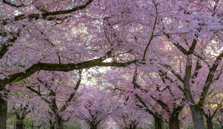 Desítky stromů vysadí rodiče pro své novorozené děti v ulicích Uničova