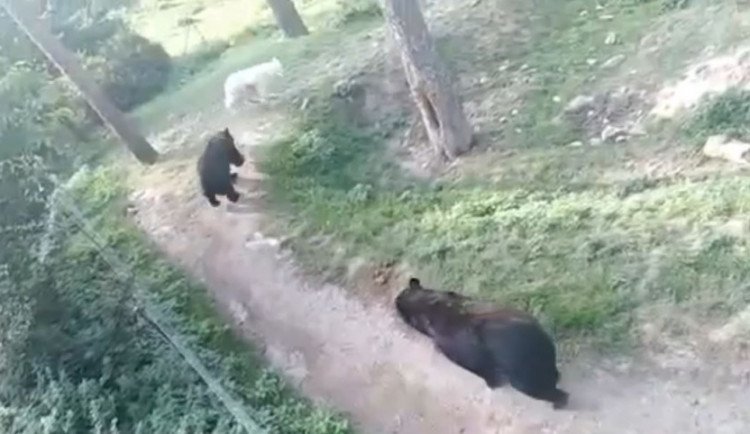 VIDEO: Zraněného vlka v olomoucké zoo napadají medvědi, píše se na facebooku. Zoo se brání