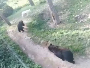 VIDEO: Zraněného vlka v olomoucké zoo napadají medvědi, píše se na facebooku. Zoo se brání