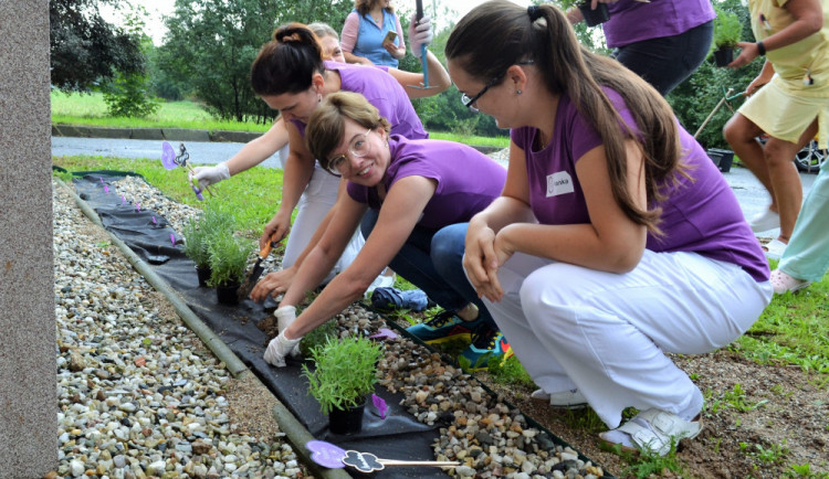 Levandulová zahrádka ve šternberské nemocnici všestranně léčí pacientky i těší návštěvníky