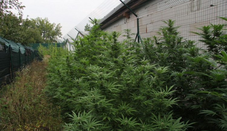 FOTO: Policisté odhalili pěstitele konopí na Zábřežsku, pěstitel už byl policii znám