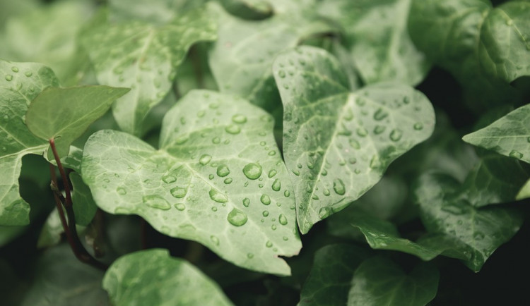 Olomoučtí vědci přišli na novou metodu, jak zjistit odolnost rostlin