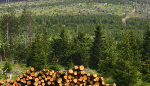 Na Přerovsku pokračuje kácení stromů zasažených kůrovcem, padne dalších patnáct hektarů