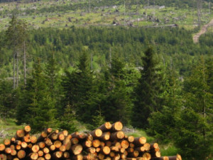 Na Přerovsku pokračuje kácení stromů zasažených kůrovcem, padne dalších patnáct hektarů