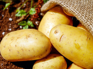 Zloděj ukradl dvacet tun brambor