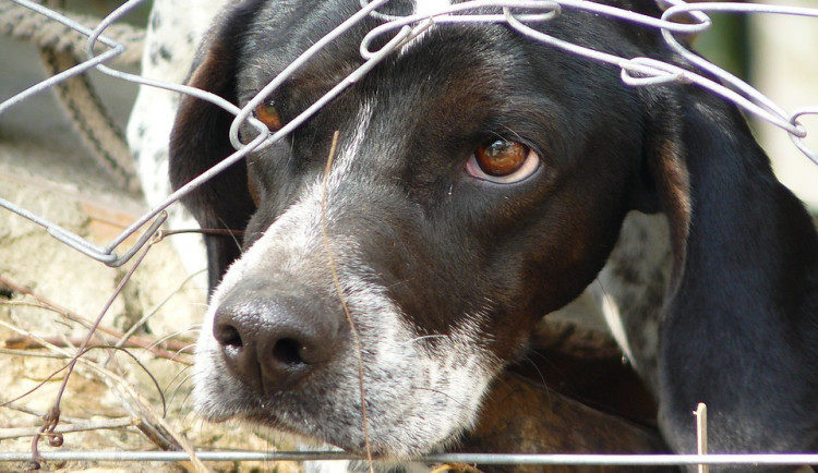 Policisté zajistili téměř čtyřicet psů kvůli podezření z týrání