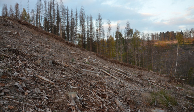 Ekologové chtějí lesy v Jeseníkách ponechat vlastnímu osudu, lesníci jsou proti. Důvodem je kůrovec