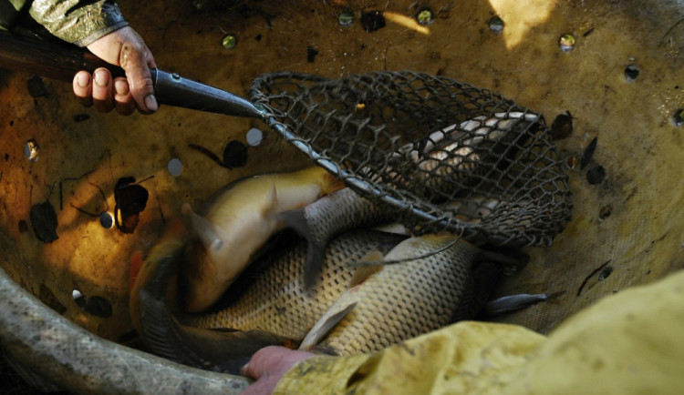 Výlov rybníka v Tovačově přiláká až deset tisíc lidí. Loví se kapr, tolstolobik, amur, štika či candát