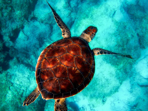 Olomoucká zoo pomáhá se záchranou mořských želv