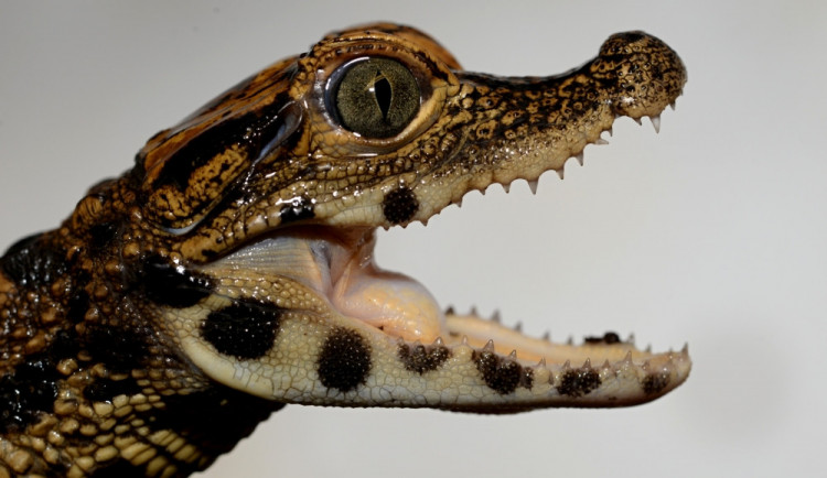 FOTO: V olomoucké zoo mají tři nová mláďata krokodýla čelnatého