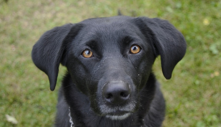 Pravidla pro chov psů se pravděpodobně znovu zpřísní