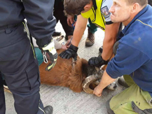 FOTO: Policisté i hasiči honili berana, který na Olomoucku zastavil vlakovou dopravu a zranil svého majitele