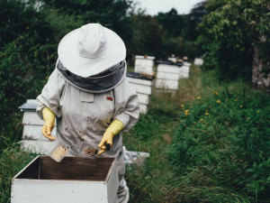 Zloděj ukradl pět včelích úlů ze zahrádkářské kolonie ve Schweitzerově ulici v Olomouci
