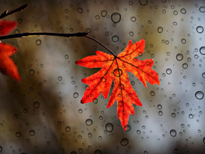 POČASÍ NA STŘEDU: Pokračují ranní mlhy, občasně i mrholení