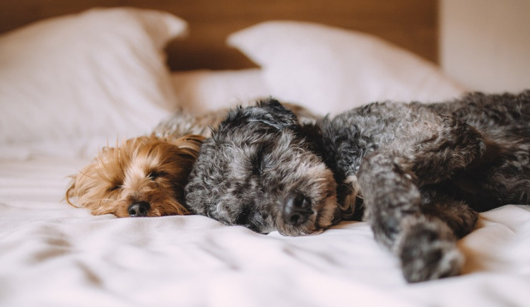 Dvě pětiny domácností chovají psa, do postele je pustí dva z pěti