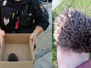 Učitelka zastavila dopravu, aby odchytila zmateného ježka. Strážníkům ho přivezla na kole v dlani