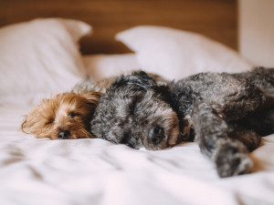 Dvě pětiny domácností chovají psa, do postele je pustí dva z pěti