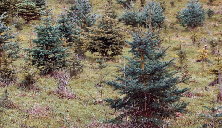 Přerov postavil devět kilometrů oplocení kolem výsadby nových stromků, má je ochránit před zvířaty