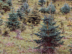 Přerov postavil devět kilometrů oplocení kolem výsadby nových stromků, má je ochránit před zvířaty