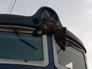 Káně narazilo do vlaku a uvízlo v horním světlometu, střet naštěstí přežilo