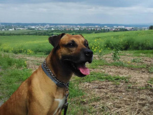 Přerovský magistrát nebude dále proplácet čipování psů