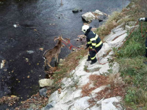 Zmatený daněk pobíhal mezi auty, pak skočil do řeky. Vytáhnout ho museli hasiči