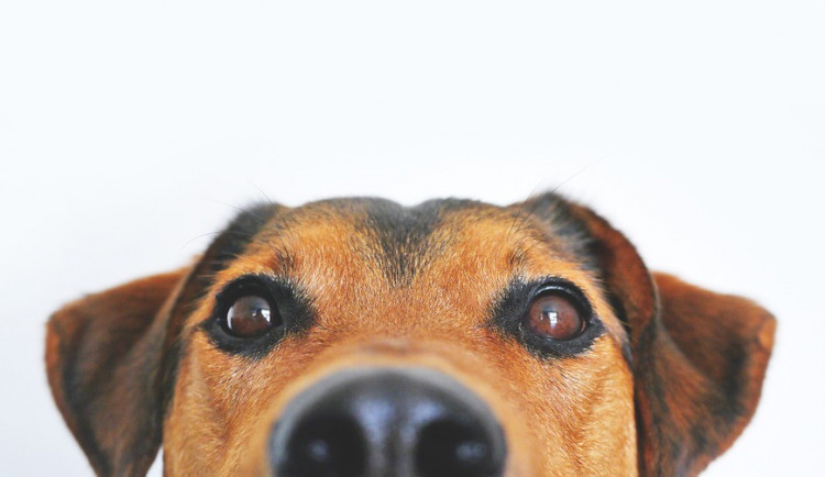 Přerov zruší od ledna kvůli novele zákona vyhlášku o proplacení čipování psů