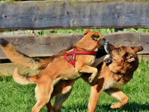 Venčení psa skončilo pěstním útokem