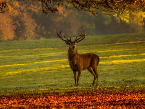 Od začátku listopadu došlo ke dvanácti srážkám se zvěří, policisté nabádají k opatrnosti