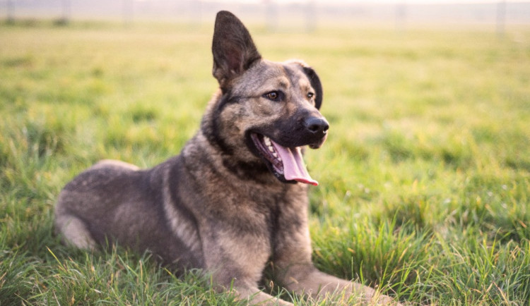 Hledáme páníčka #157: Podívejte se na nejnovější přírůstky v okolních útulcích