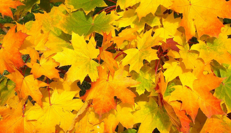 ilustrační fotografie