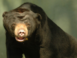 FOTO: Tvář olomoucké zoo odešla. Vzpomeňte na malajskou medvědici Báru
