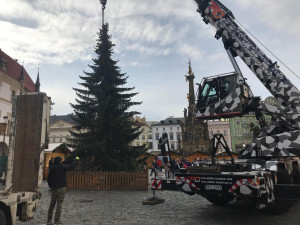 AKTUÁLNĚ: Olomoucký vánoční strom je na svém místě. Je menší než v minulých letech