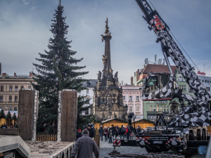 FOTO: Olomouckým vánočním stromem je jedenáctimetrový smrk. Podívejte se