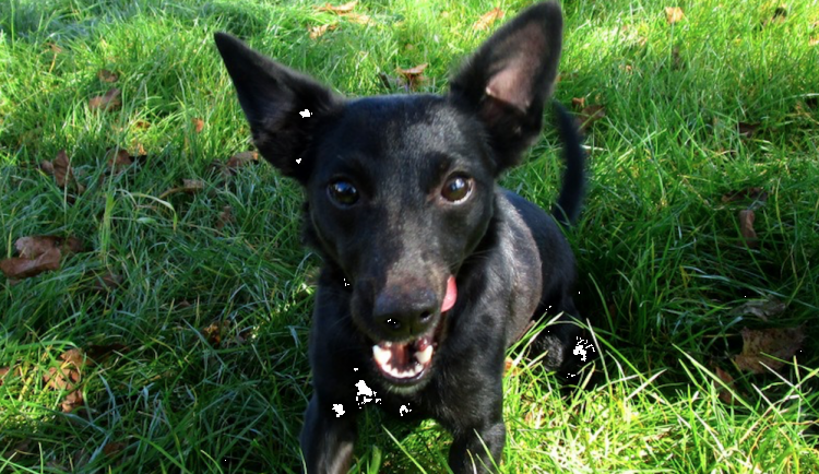 Hledáme páníčka #158: Podívejte se na nejnovější přírůstky v okolních útulcích