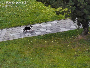 FOTO: Zakrvácený pes se toulal městem. Najít ho pomohli strážníci