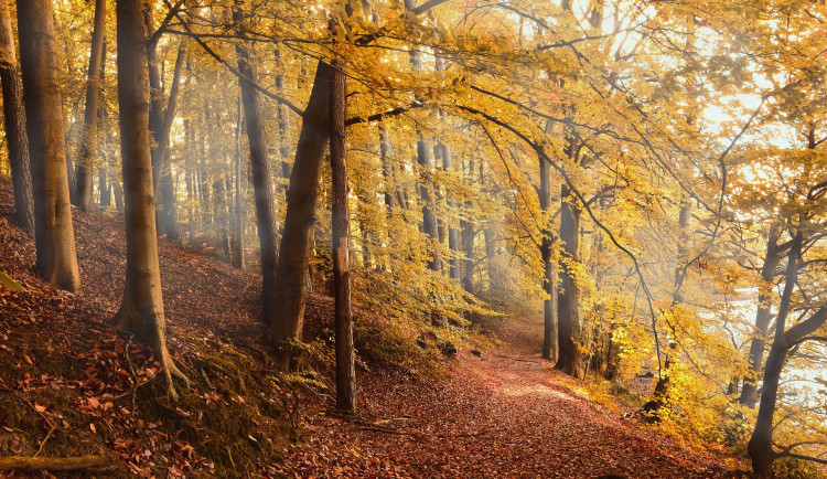 ilustrační fotografie