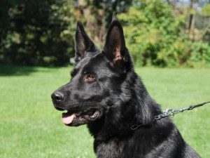 Policejní pes pomohl vypátrat řidičku schovanou v křoví