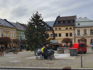 FOTO: Ve Šternberku už stojí vánoční strom. Je z Bohuňovic a rozsvěcovat se bude v neděli