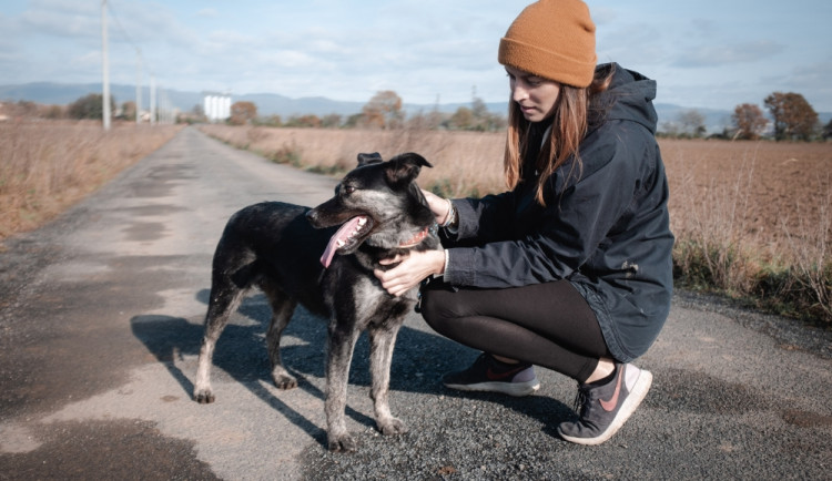Šťastné a chlupaté se blíží. Olomoučtí dobrovolníci opět chystají vánoční sbírku pro opuštěné psy
