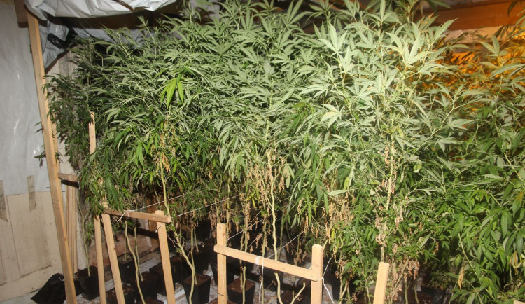 Policisté odhalili pěstírnu konopí. Našli přes dvě stovky rostlin